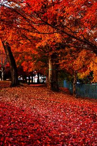 落ち葉の散歩道