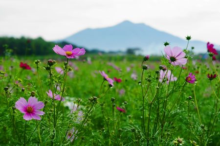 下妻市ふれあい公園コスモス