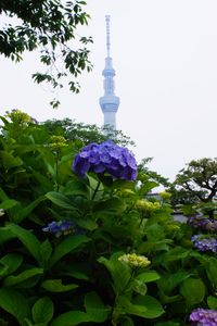 下町の紫陽花