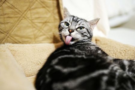 ニャインシュタイン