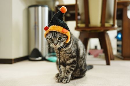 ハロウィーーーンの憂鬱