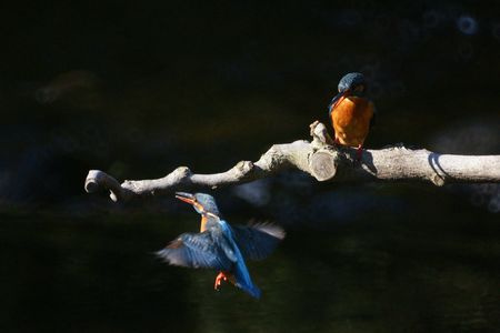 カワセミの♂と♀