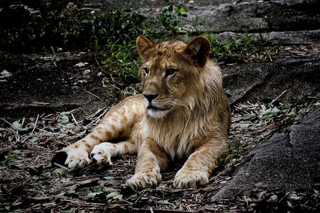 kinder lion