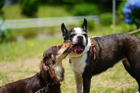 Boston Terrier meets Miniature Dachshund