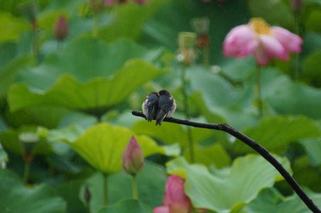 雨降る中の4コマ