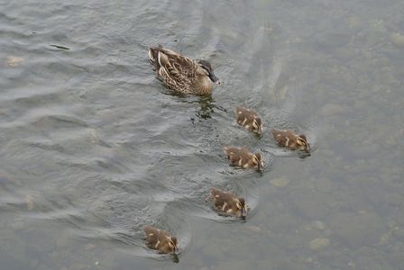 安全な場所へ 移動中の カルガモ一家