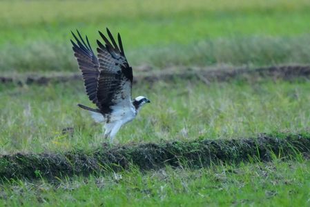 田んぼのミサゴ