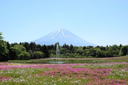 雪解けの 富士の麓に 芝桜