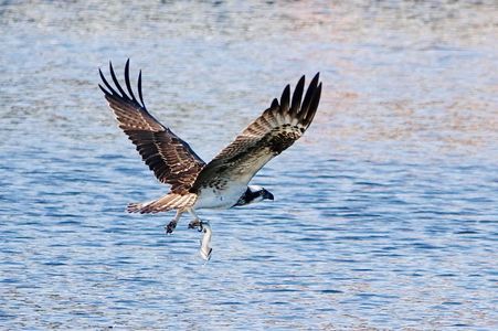 やっぱりミサゴはカッコイイ❗️