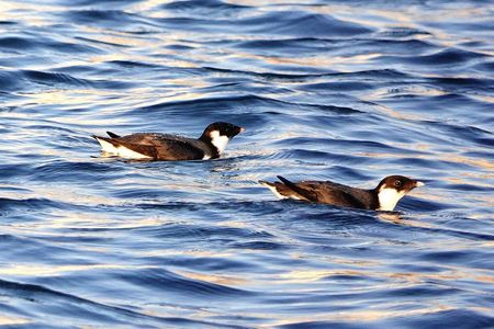 ［珍鳥］ウミスズメ