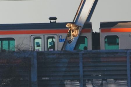 コミミズク 電車でGO❗️