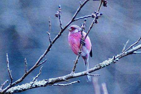 真っ赤に染まった ベニマシコ