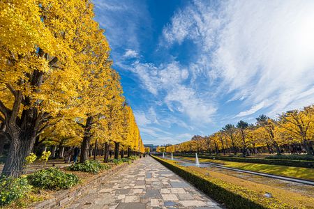 秋の昭和記念公園