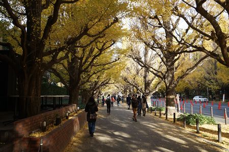 イチョウの黄葉　Outer garden of Meiji shrine