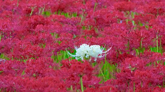 巾着田の曼珠沙華2025