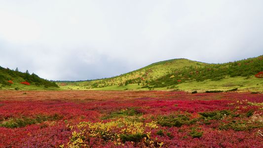吾妻山の紅葉
