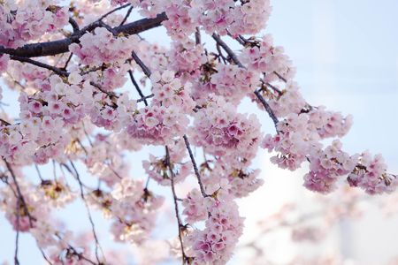 オオカンザクラ？