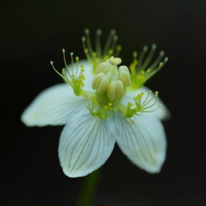 季節の花