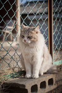 職場近所のネコさんⅣ