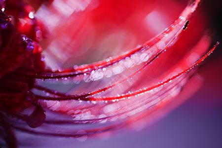 キラキラ曼珠沙華