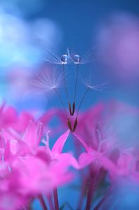 On the Pentas Flower