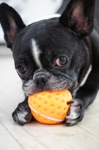 食べられませんよ、それ