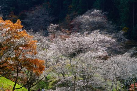 小原の四季桜