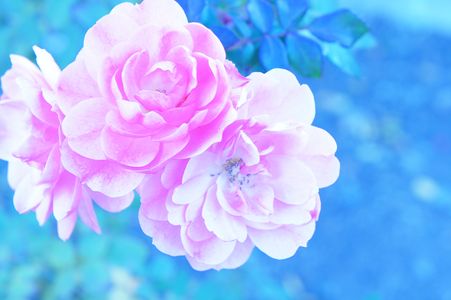 冬に咲くおはな