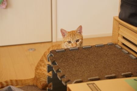 かまってほしいな