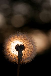 夕暮れ時のタンポポ