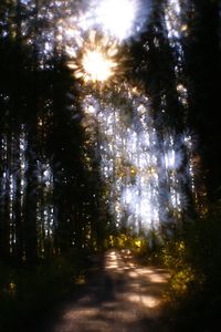 光の山道