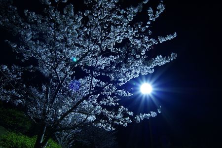 光と夜桜
