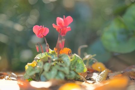 冬が来ますね...