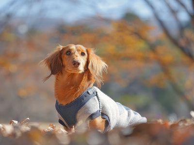 落ち葉の季節🍂りっくん
