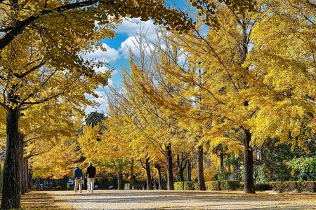 銀杏並木🍂2025