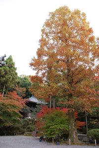 京都のお寺巡り　知恩院