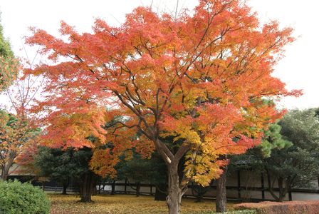 京都の風景　二条城