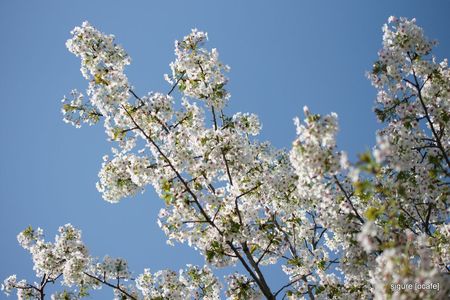 草木と花〈　桜（サクラ）〉