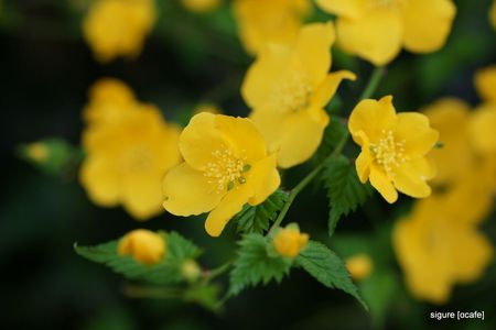 草木と花〈　山吹（ヤマブキ）〉