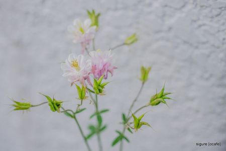 草木と花〈　オダマキ（白色）〉