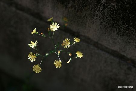 草木と花〈　鬼田平子（オニタビラコ）〉