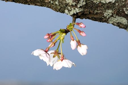 つぼみから開花までの桜