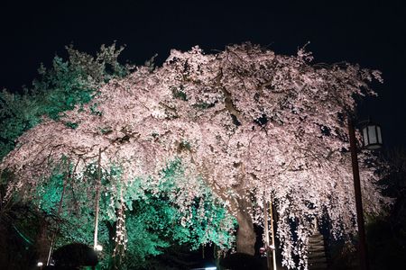 夜桜三景