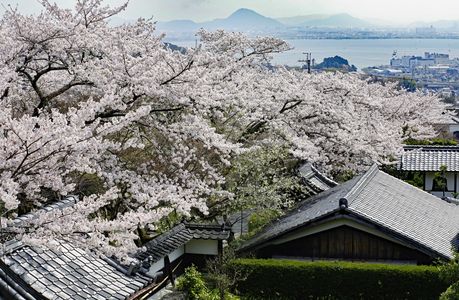 琵琶湖の春