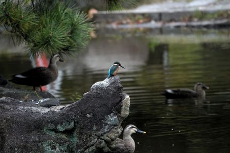 カワセミの捕食