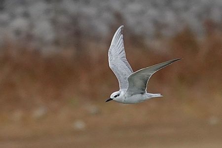 クロハラアジサシ