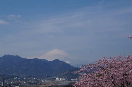 富士と桜と