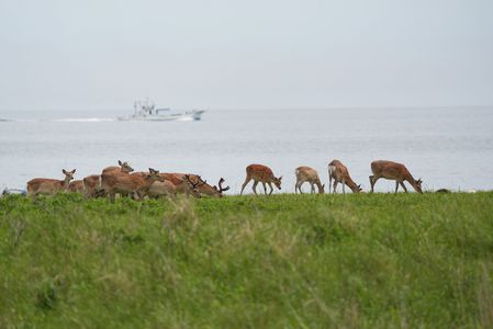鹿のいる風景
