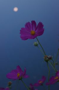 月明かりの小夜曲