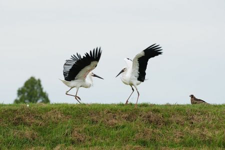 舞に見とれるトビ・・♪